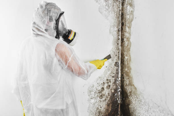 Best HVAC Mold Remediation in Preakness, NJ