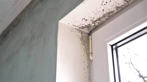 Best DIY Mold Remediation Support Services in Preakness, NJ