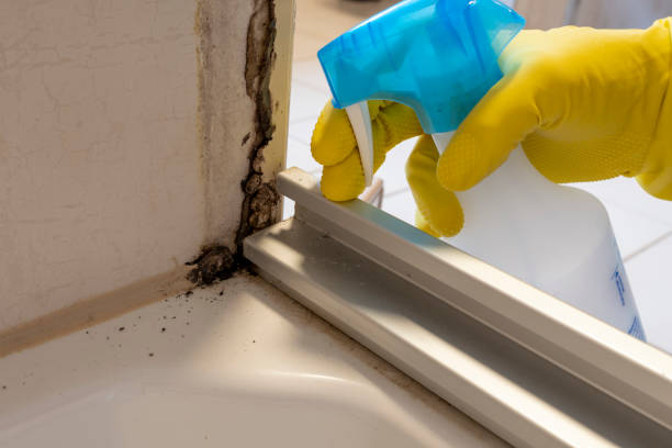 Best Residential Mold Remediation in Preakness, NJ