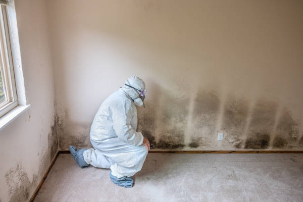 Best White Mold Remediation in Preakness, NJ