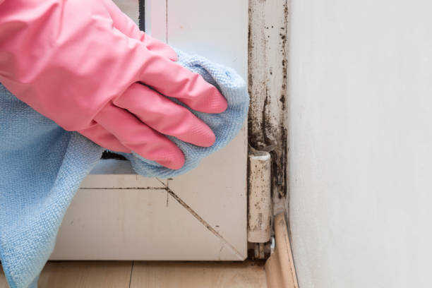 Best Emergency Mold Remediation in Preakness, NJ